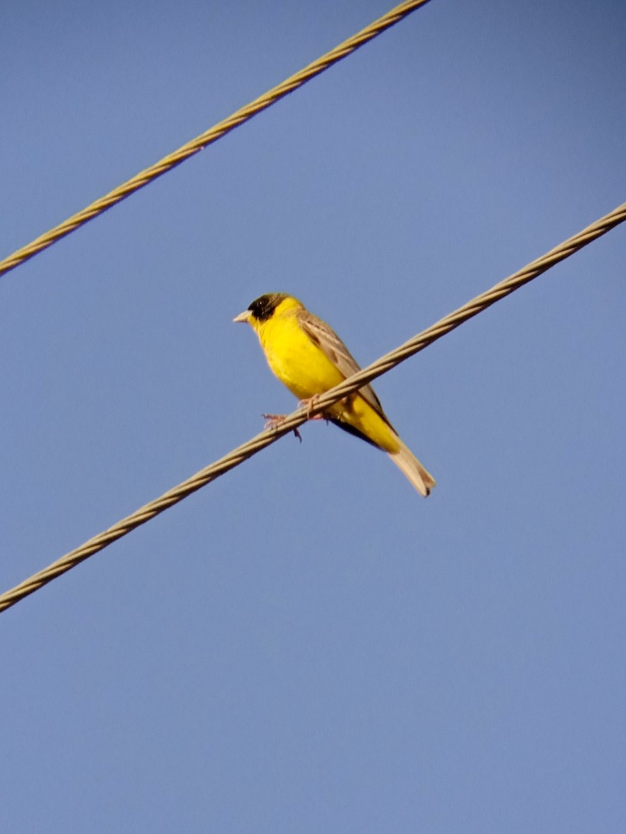 Black-headed Bunting - ML568950121