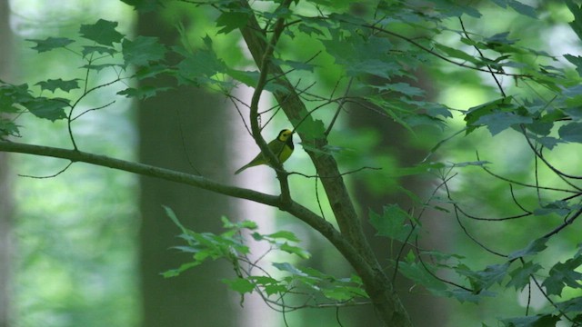 Hooded Warbler - ML568950661