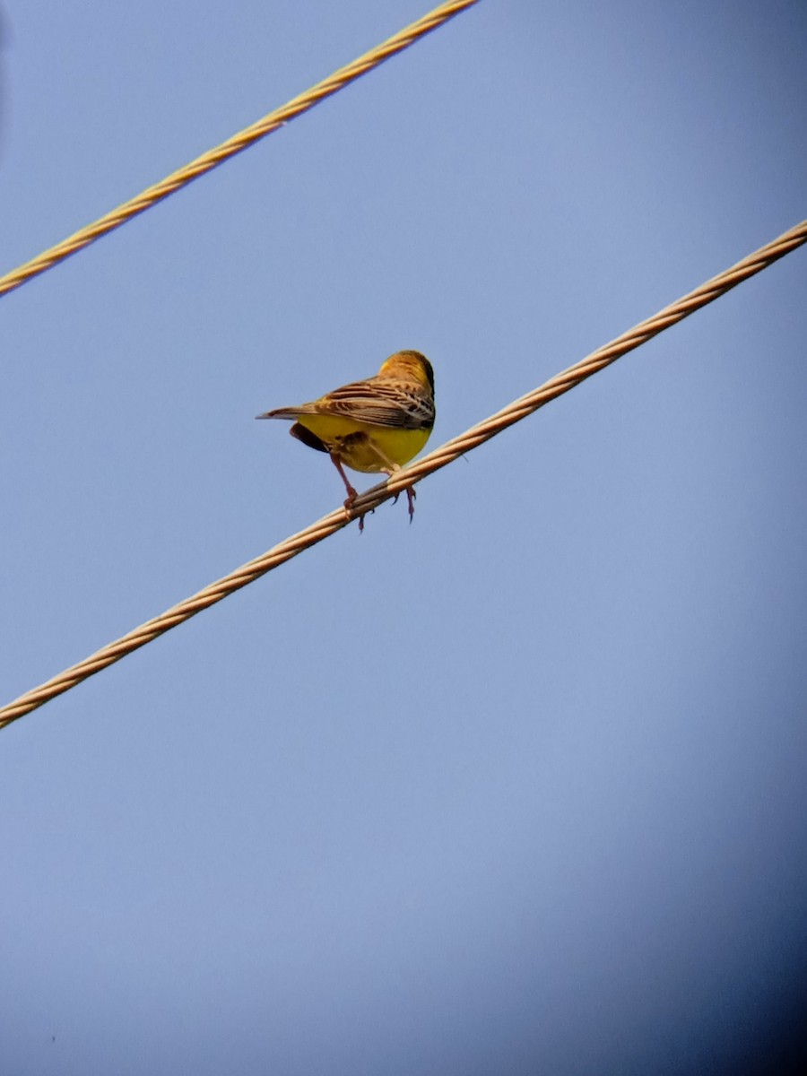 Black-headed Bunting - ML568951231