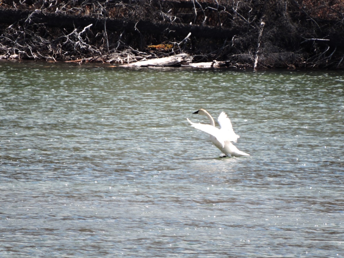 Trumpeter Swan - ML568951651