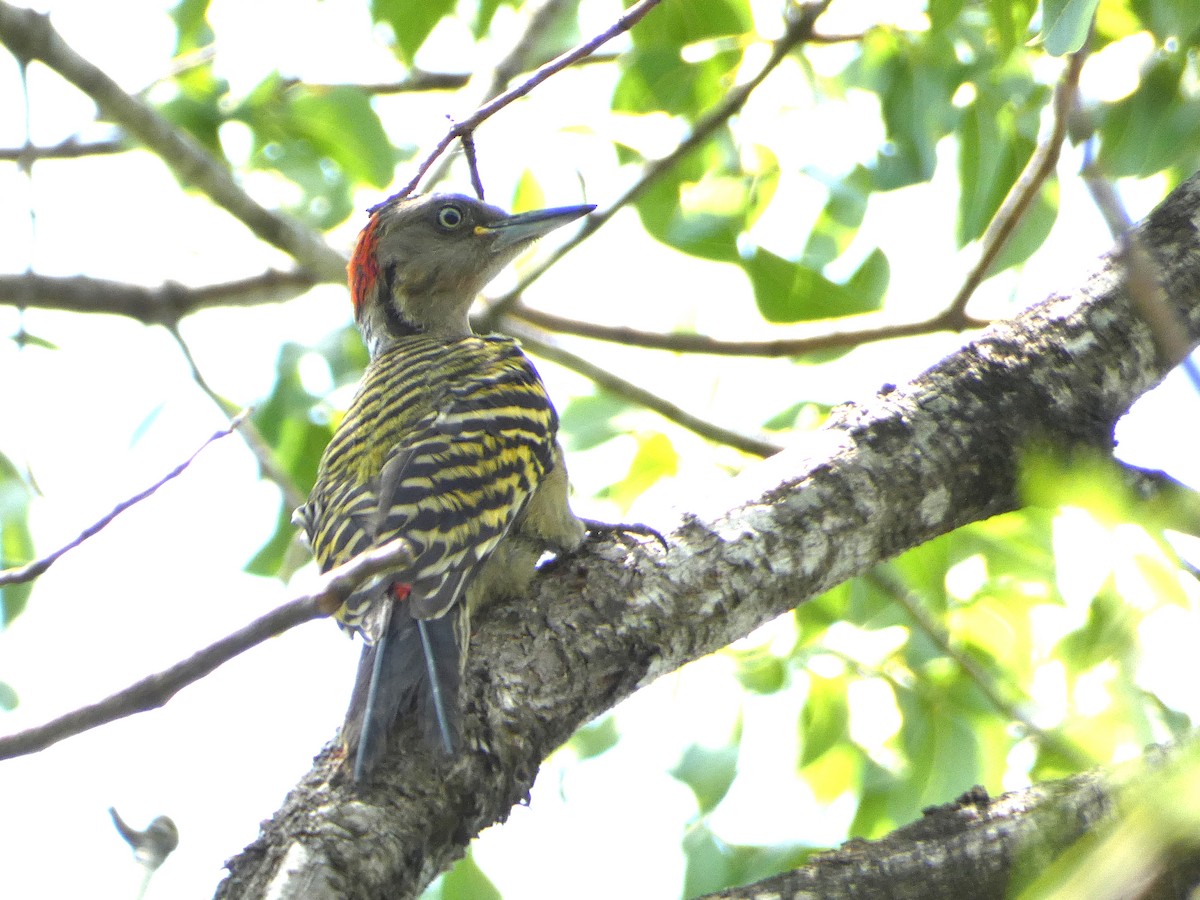 Hispaniolan Woodpecker - ML568951721