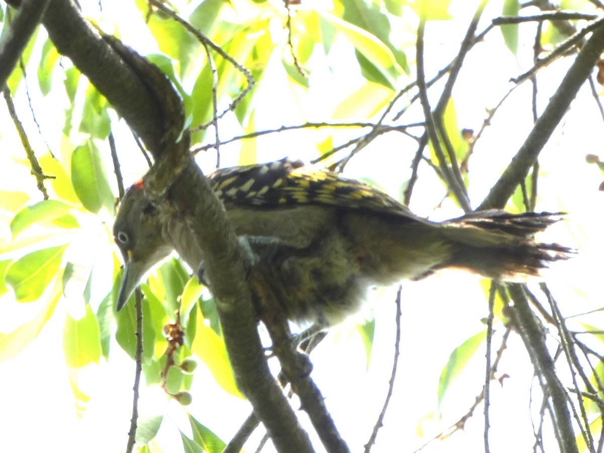 Hispaniolan Woodpecker - ML568951761