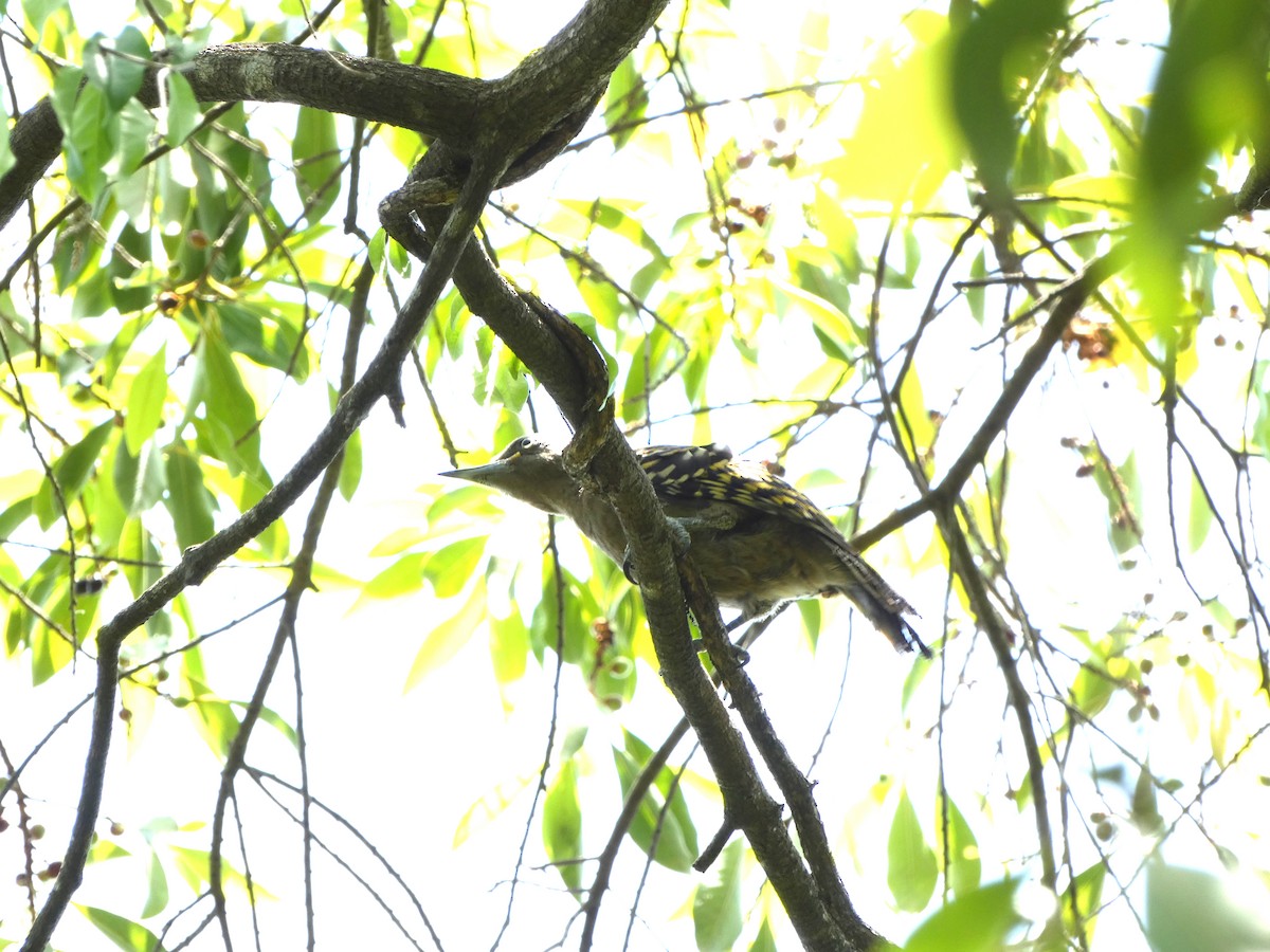 Hispaniolan Woodpecker - ML568951771