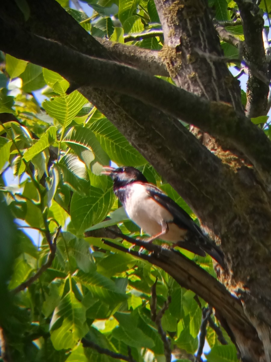 Rosy Starling - ML568952221