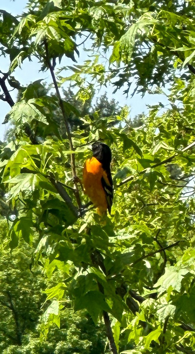 Baltimore Oriole - ML568952621