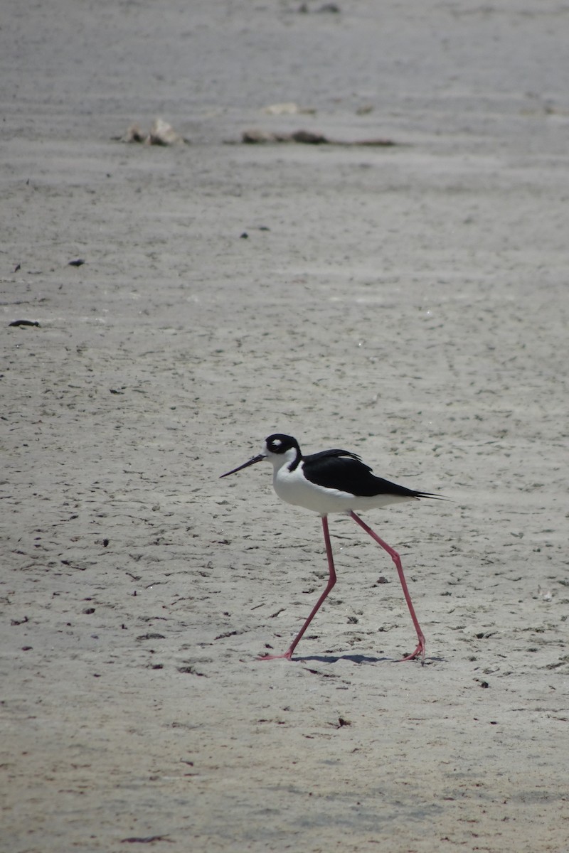 Black-necked Stilt - ML568953291