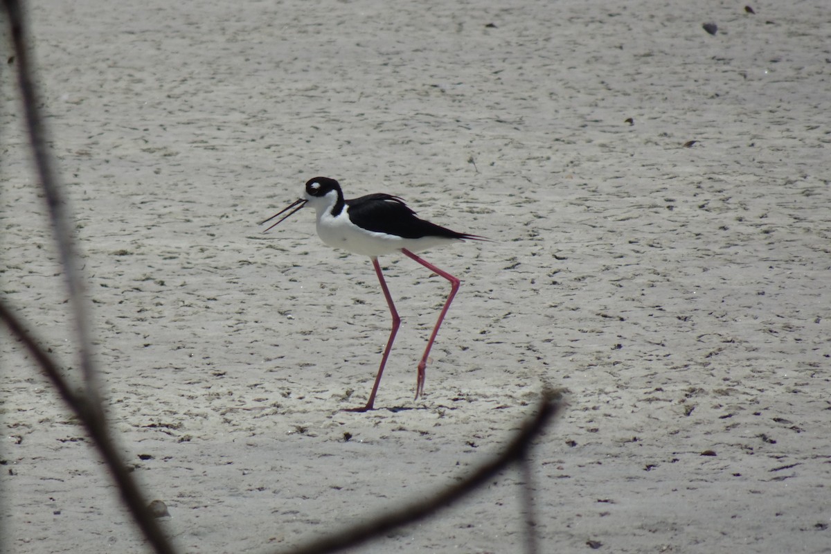 Black-necked Stilt - ML568953301