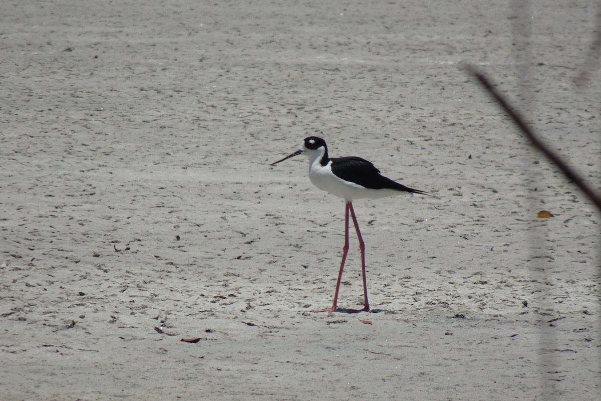 Black-necked Stilt - ML568953321