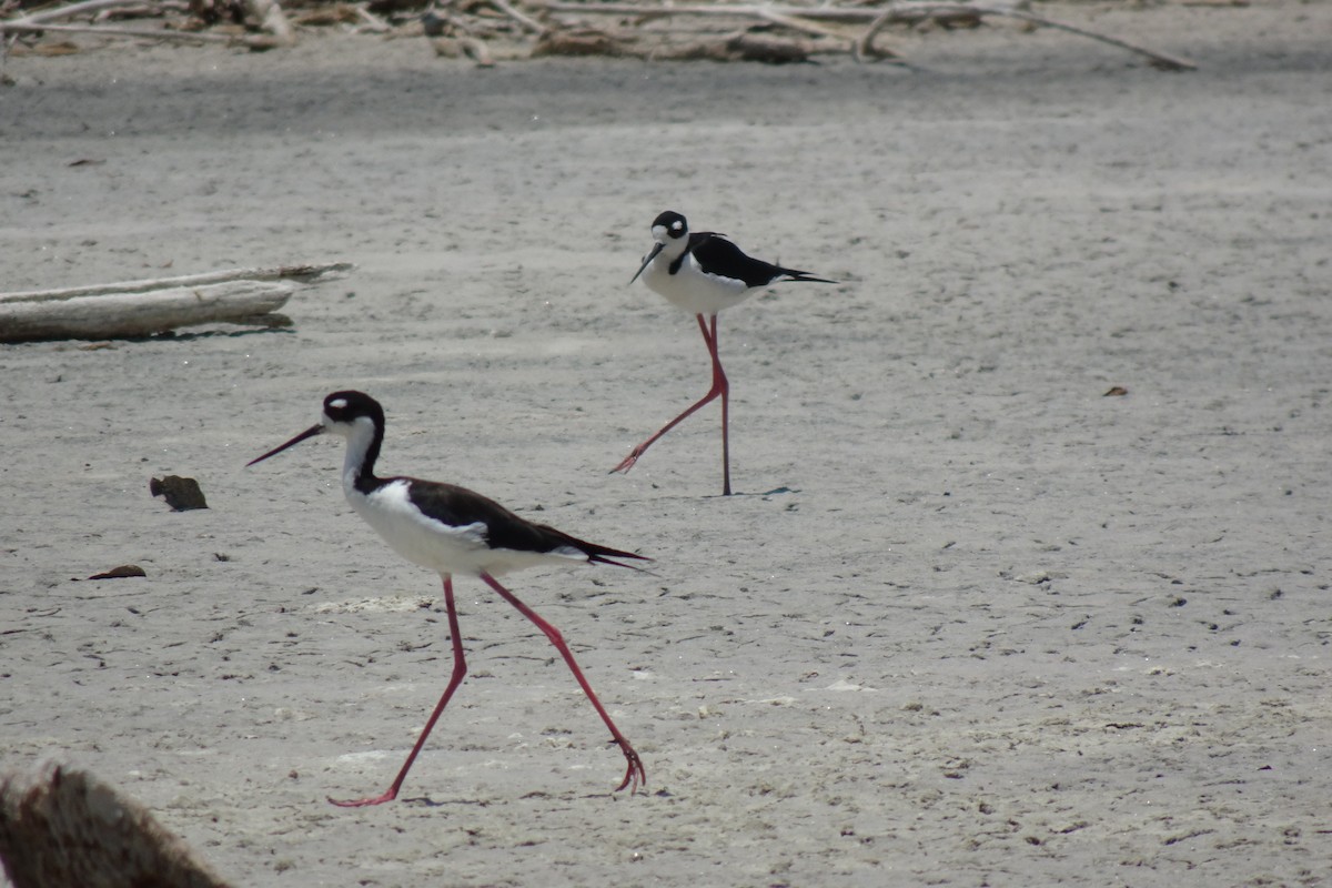 Black-necked Stilt - ML568953341