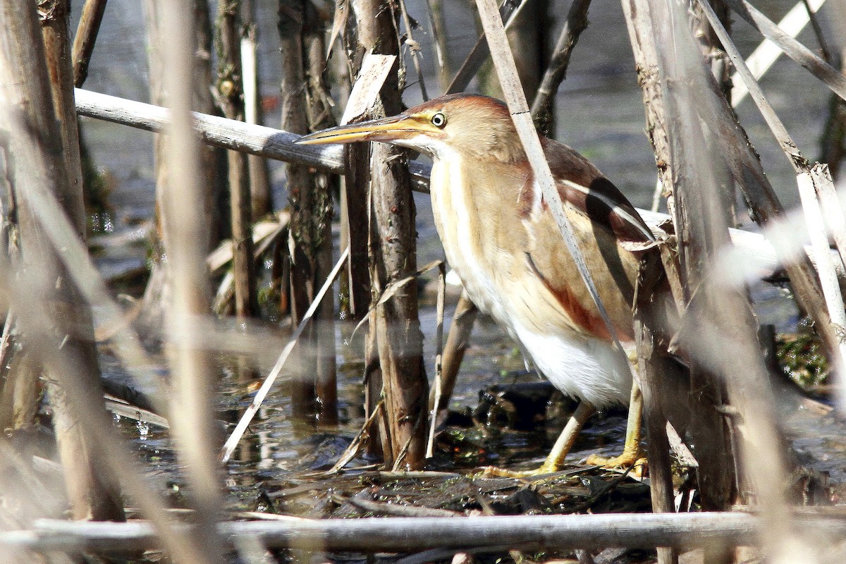 Least Bittern - Serge Cloutier