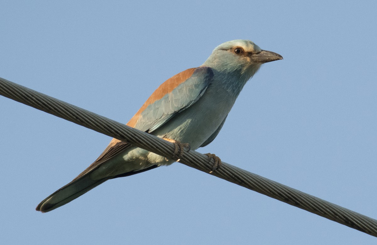 European Roller - Giota Bourneli