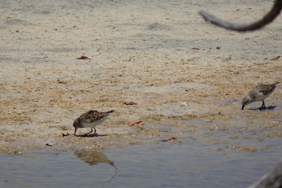 Least Sandpiper - ML568954031