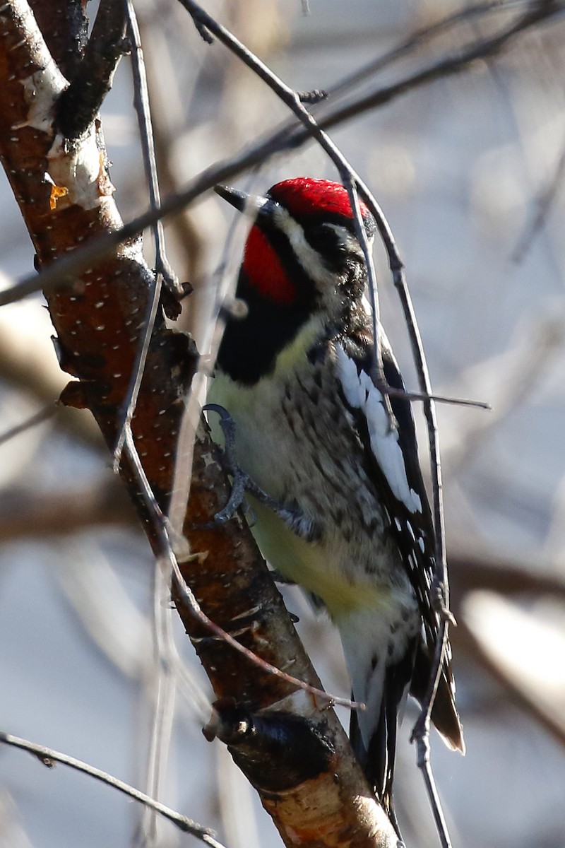 Yellow-bellied Sapsucker - ML568954311