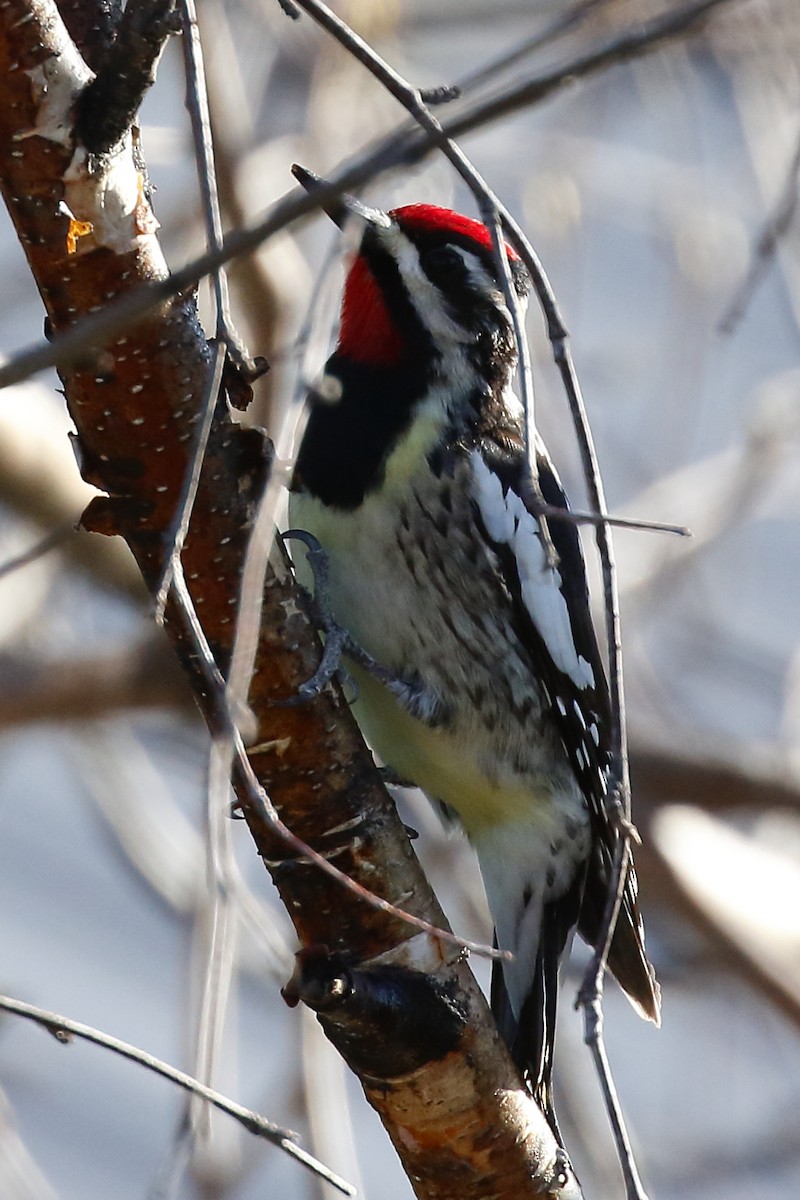 Yellow-bellied Sapsucker - ML568954331