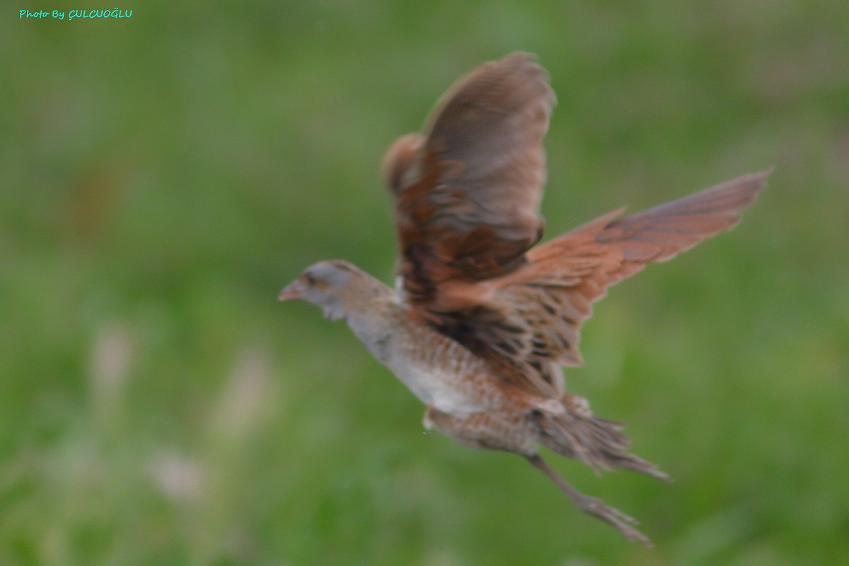 Corn Crake - ML568954471