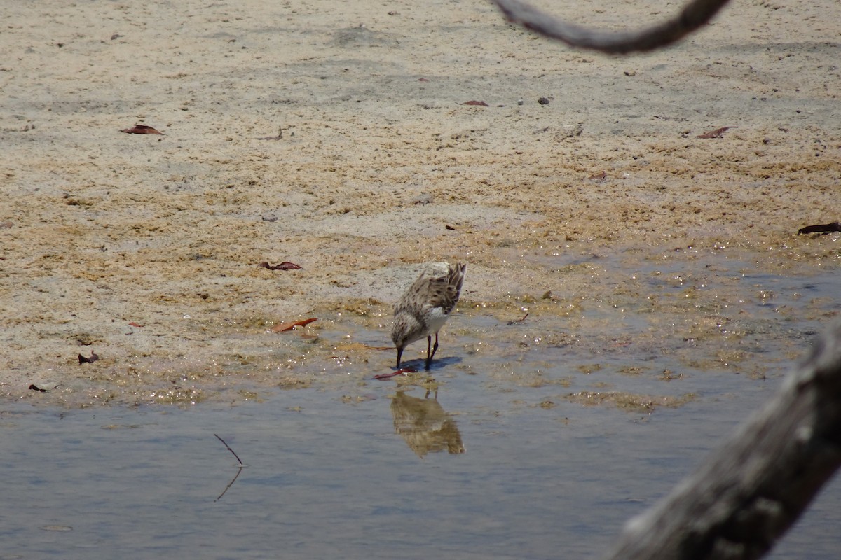Semipalmated Sandpiper - ML568955191