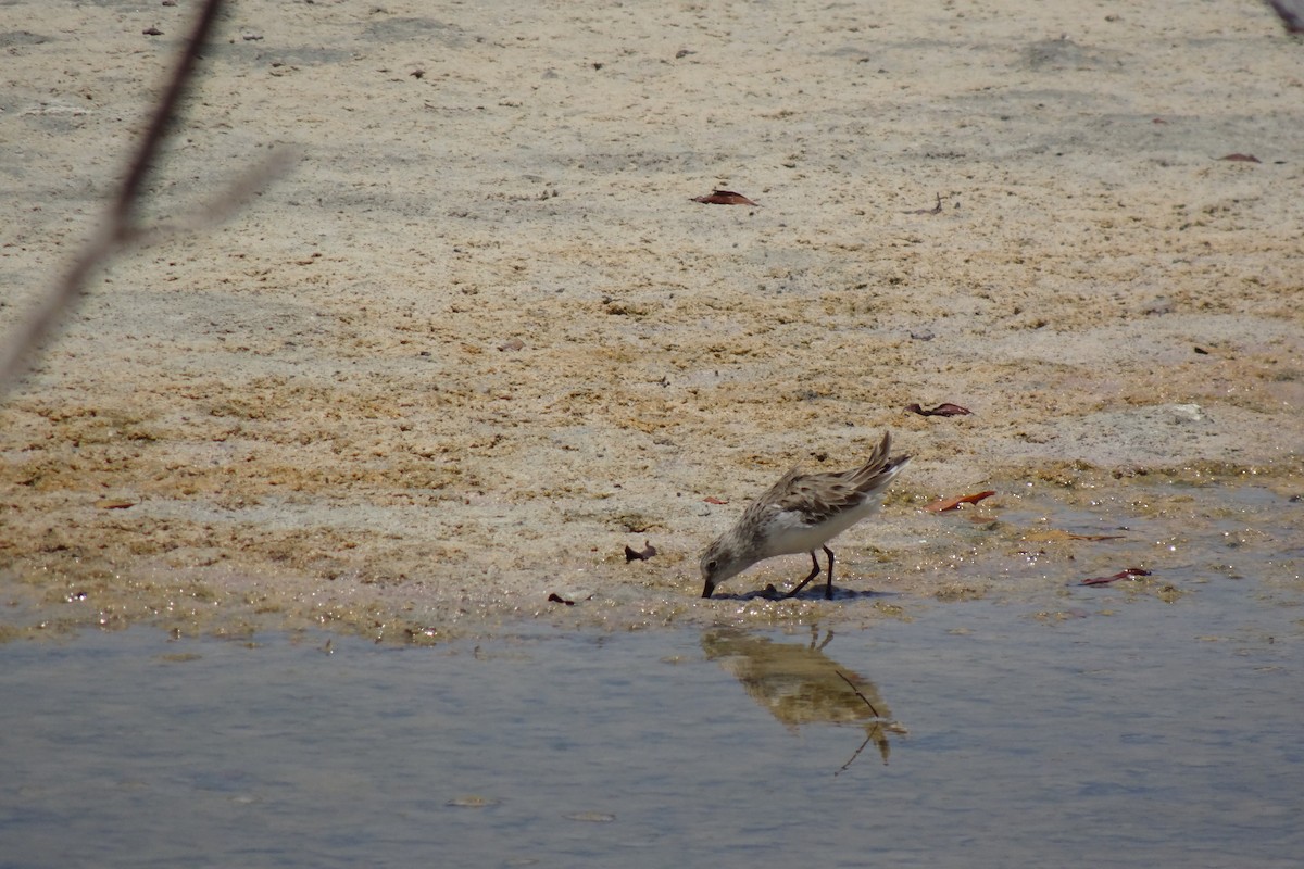 Semipalmated Sandpiper - ML568955201
