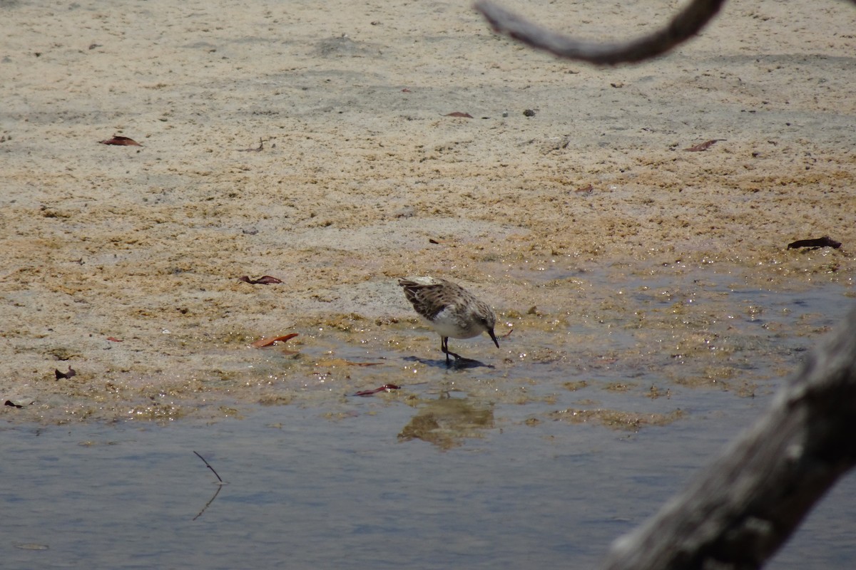 Semipalmated Sandpiper - ML568955211