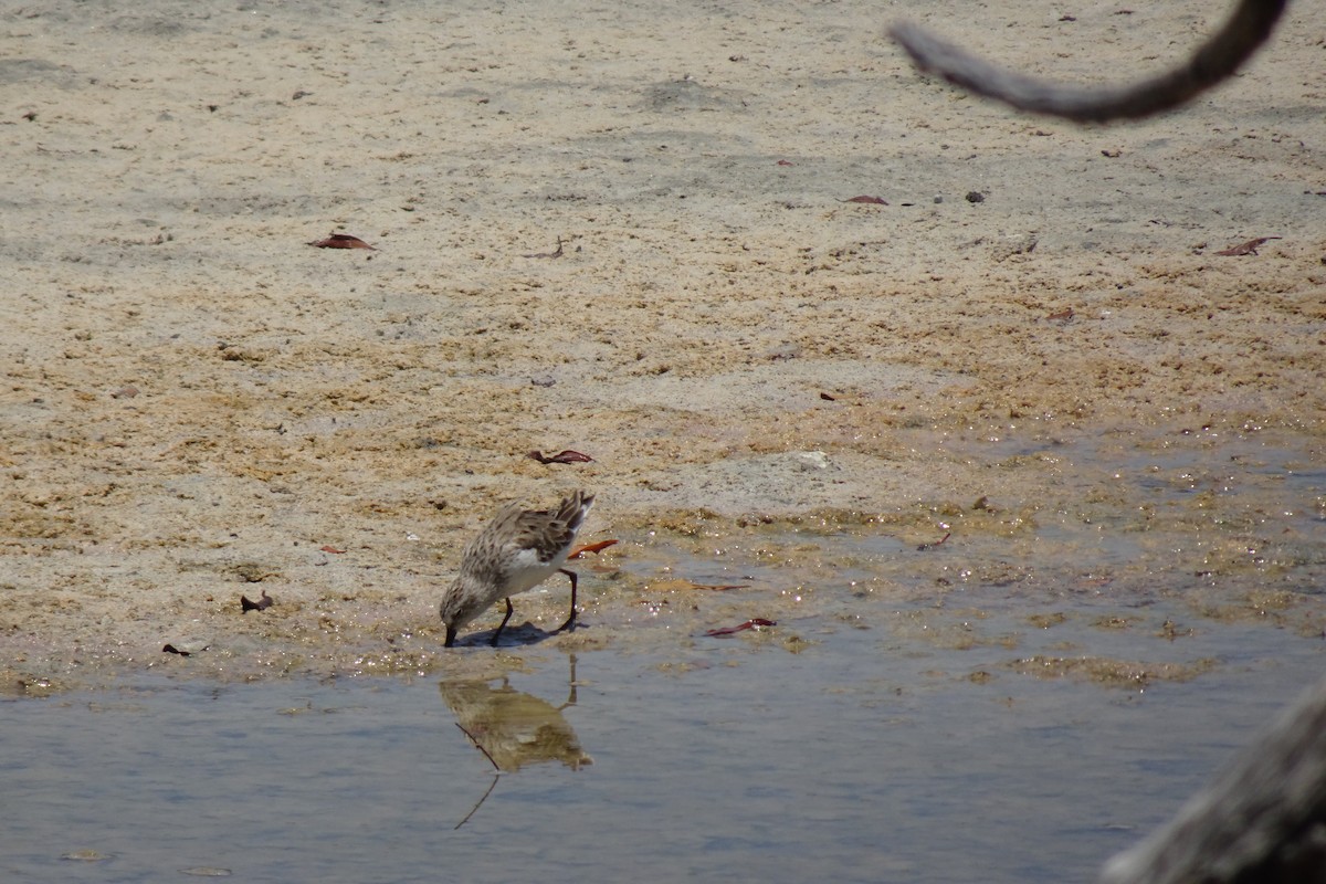 Semipalmated Sandpiper - ML568955231