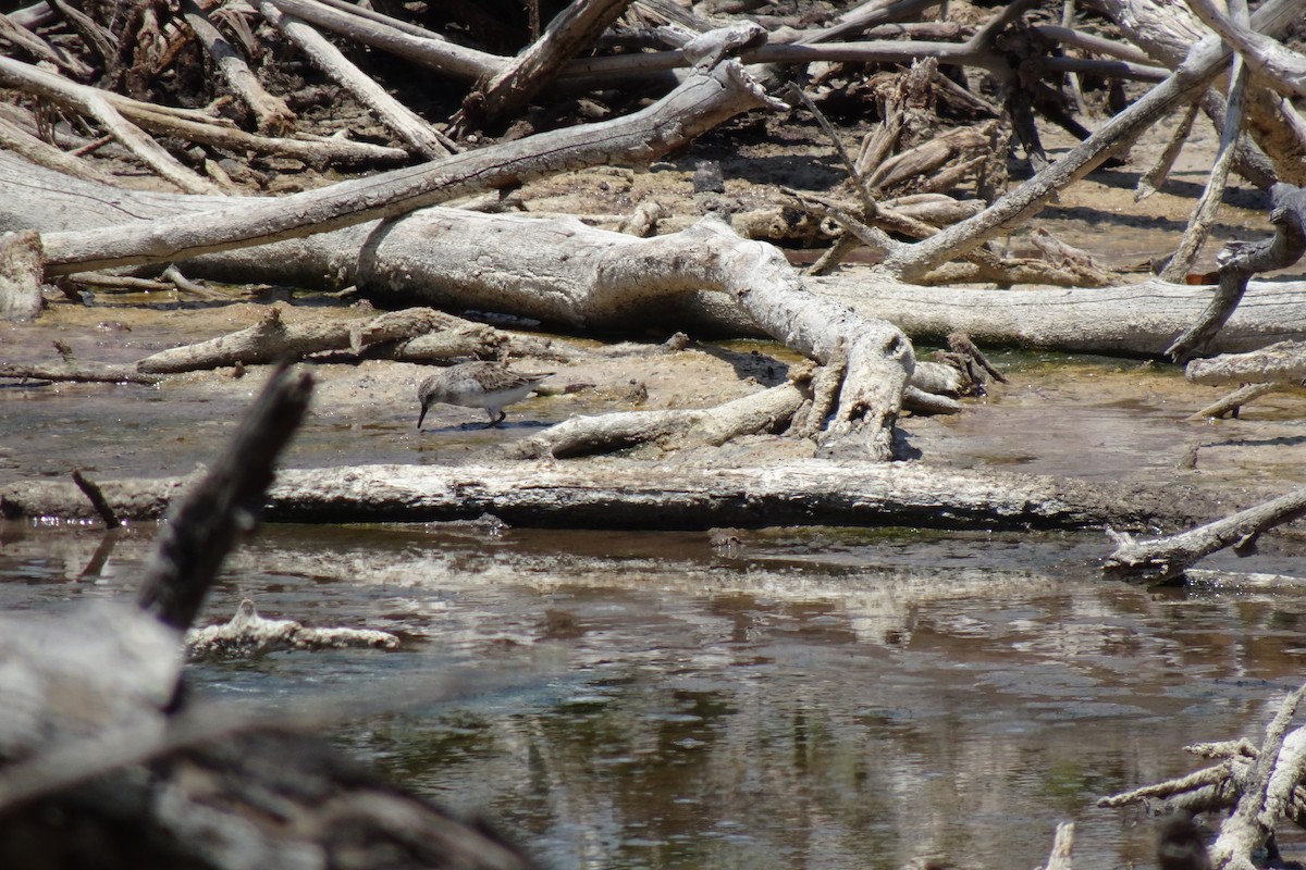 Semipalmated Sandpiper - ML568955241
