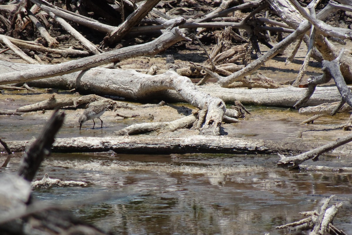 Semipalmated Sandpiper - ML568955261
