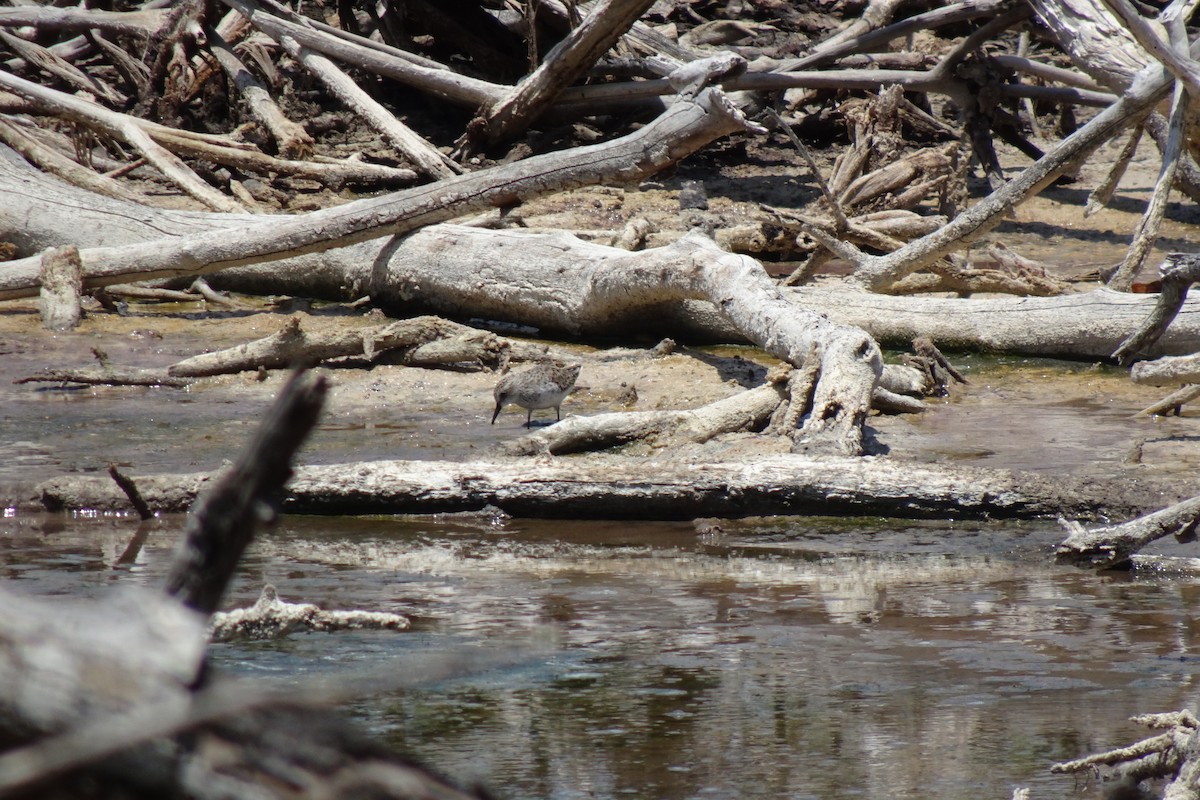 Semipalmated Sandpiper - ML568955271