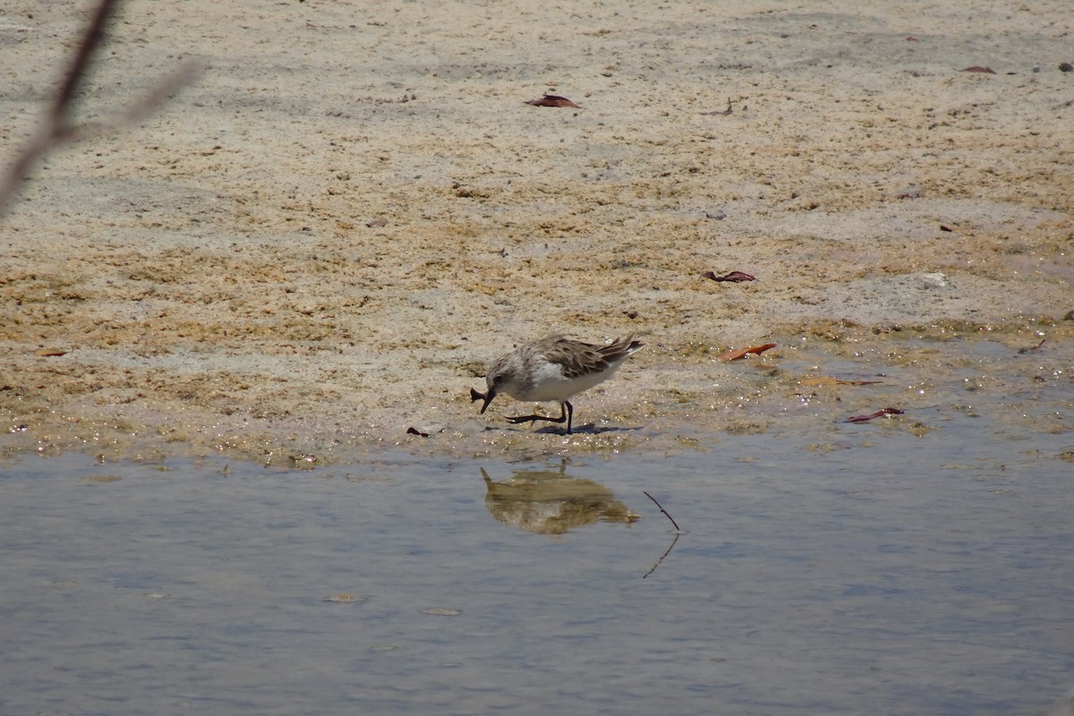 Semipalmated Sandpiper - ML568955291