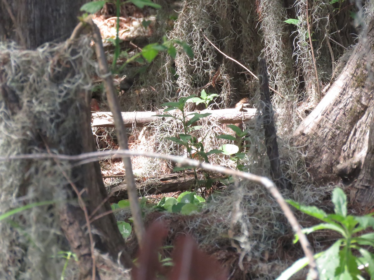 Northern Bobwhite - ML56895541