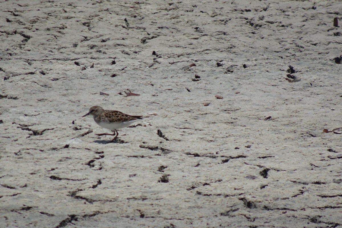 Least Sandpiper - ML568956201