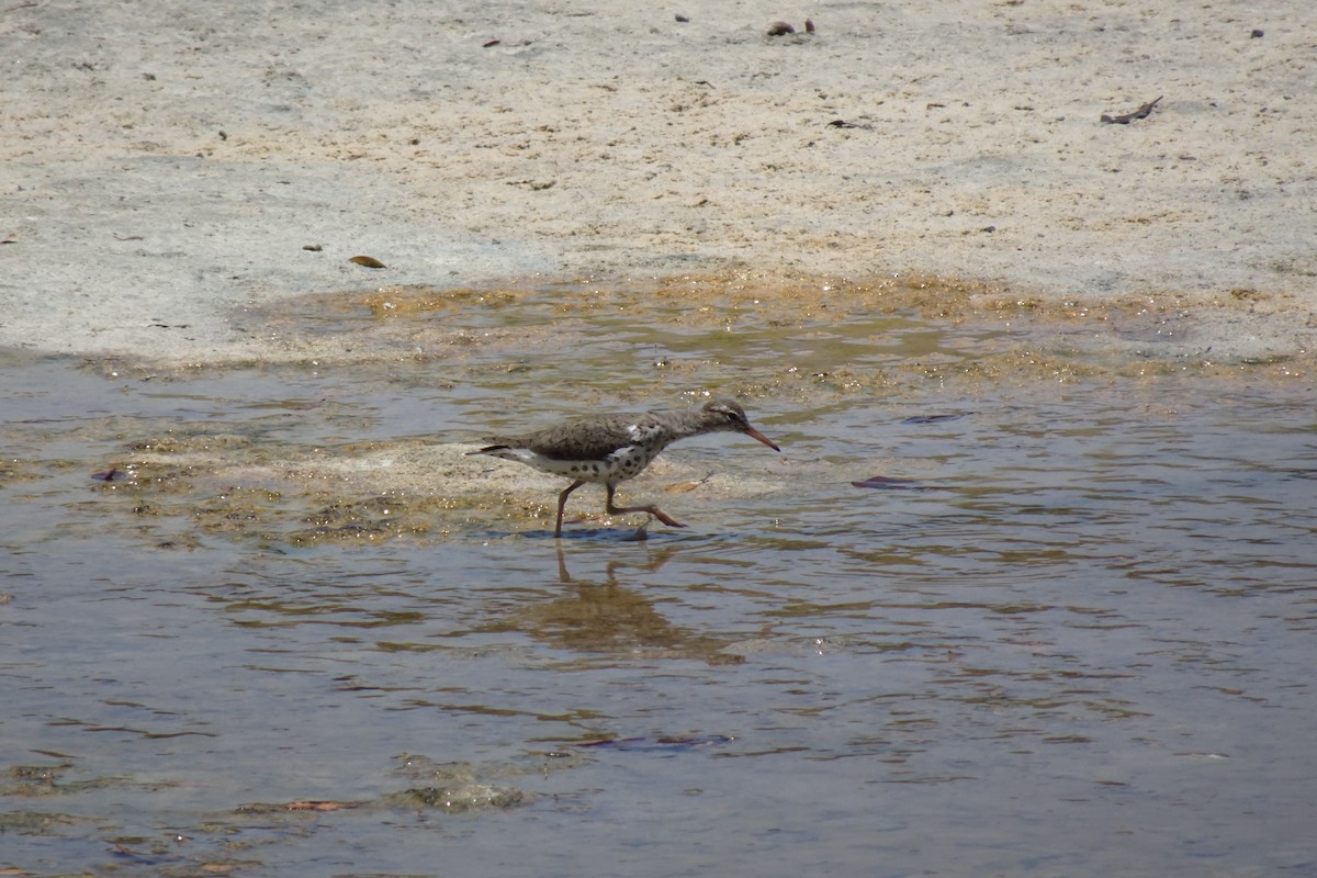 Spotted Sandpiper - ML568956361