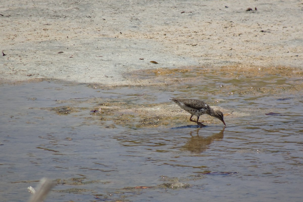 Spotted Sandpiper - ML568956371