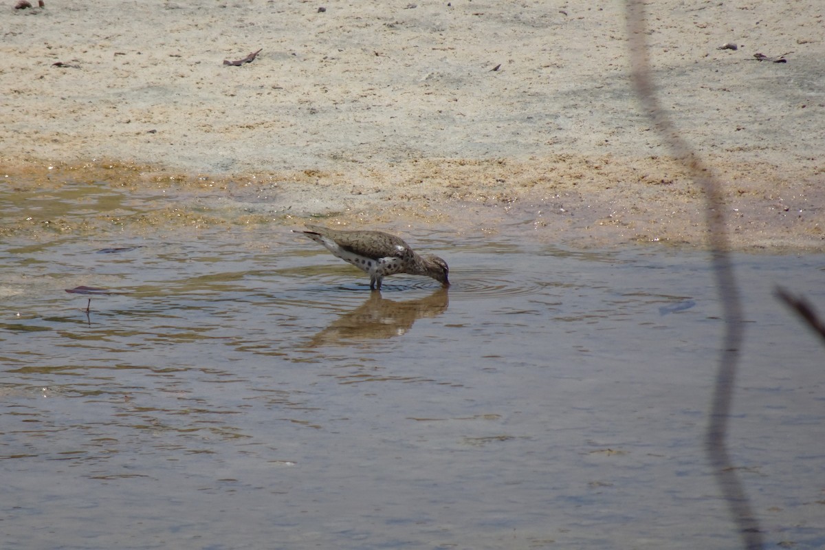 Spotted Sandpiper - ML568956411