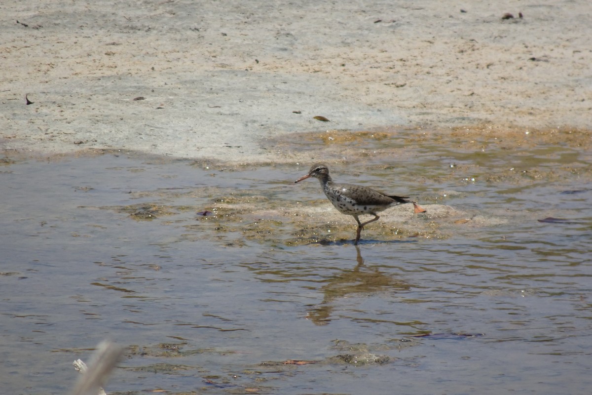 Spotted Sandpiper - ML568956421