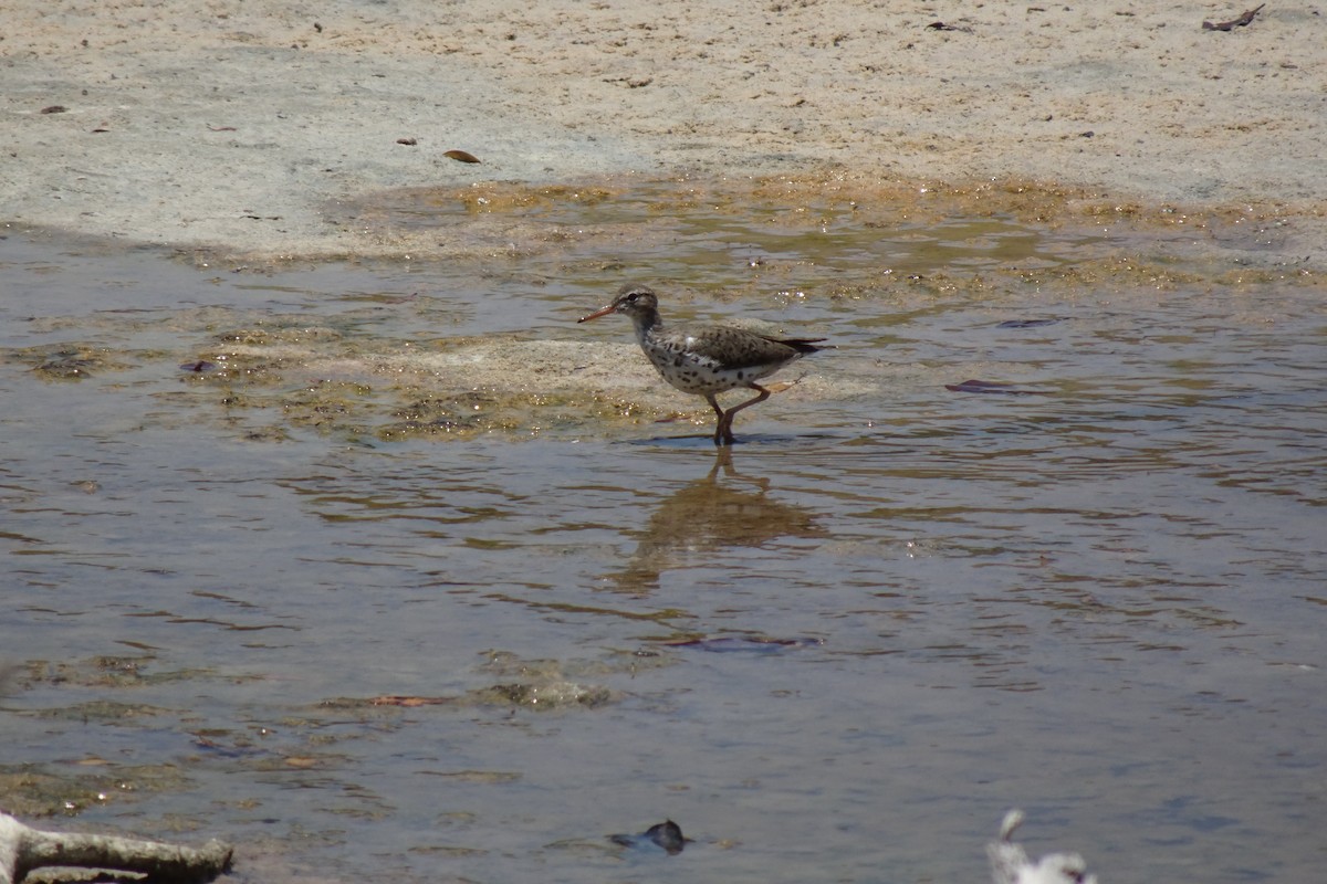 Spotted Sandpiper - ML568956431