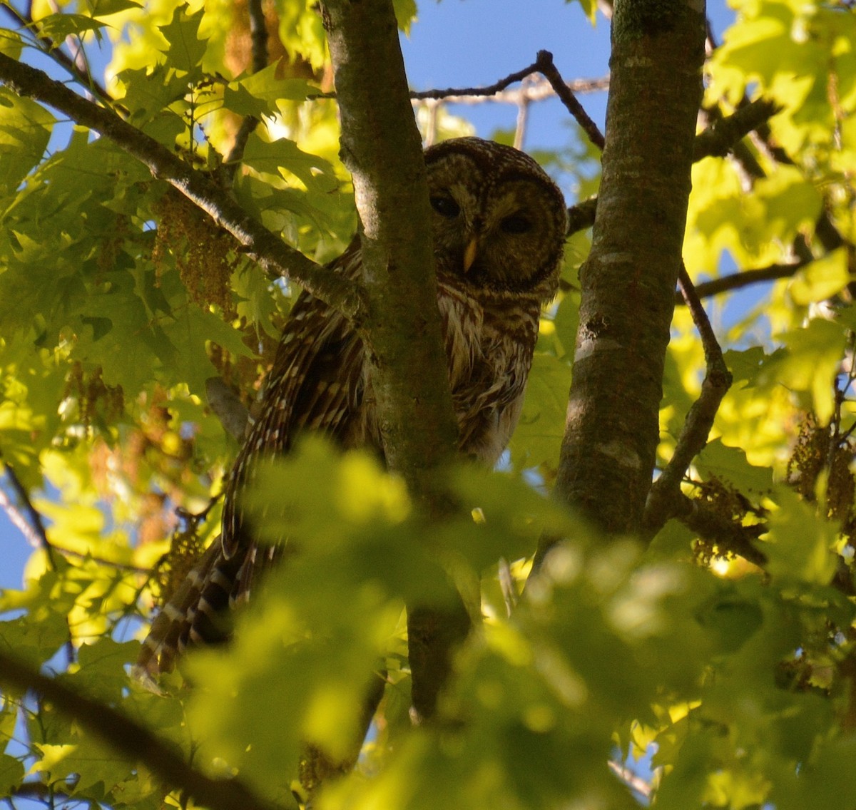 Barred Owl - ML568957201
