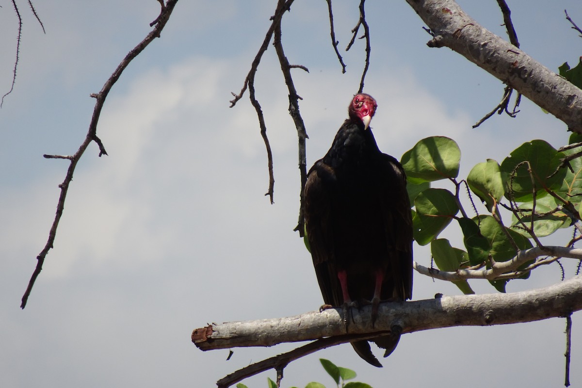 Turkey Vulture - ML568957331