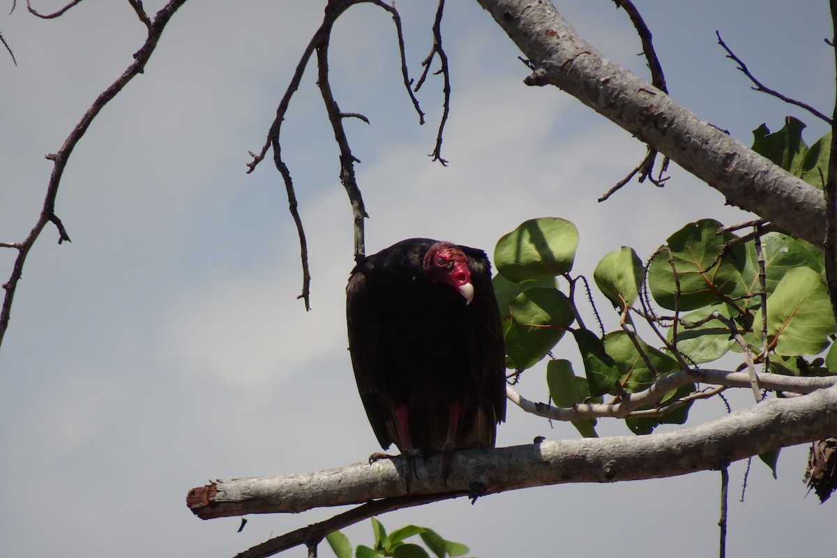 Turkey Vulture - ML568957341