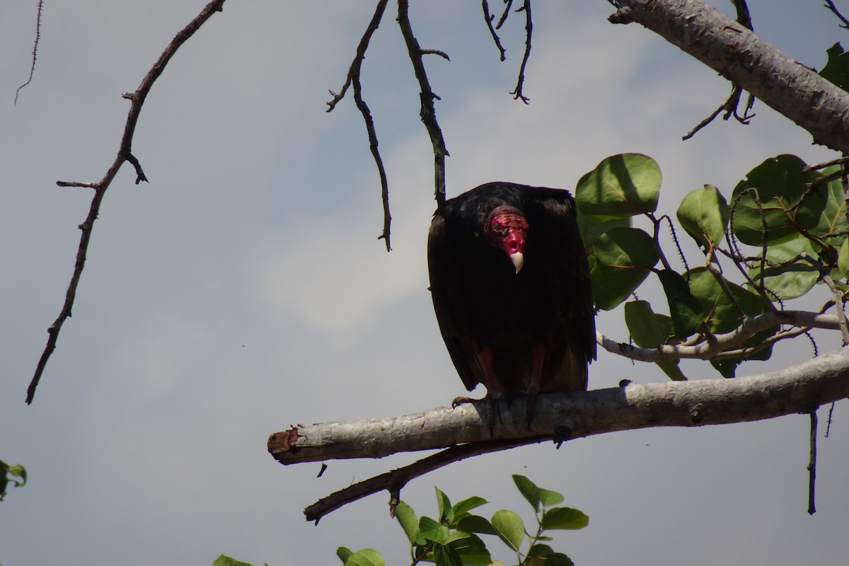 Turkey Vulture - ML568957351