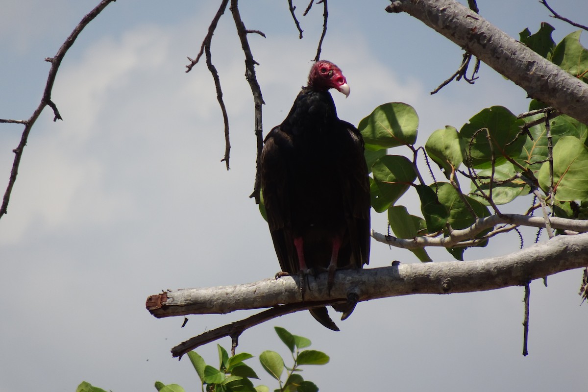 Turkey Vulture - ML568957361