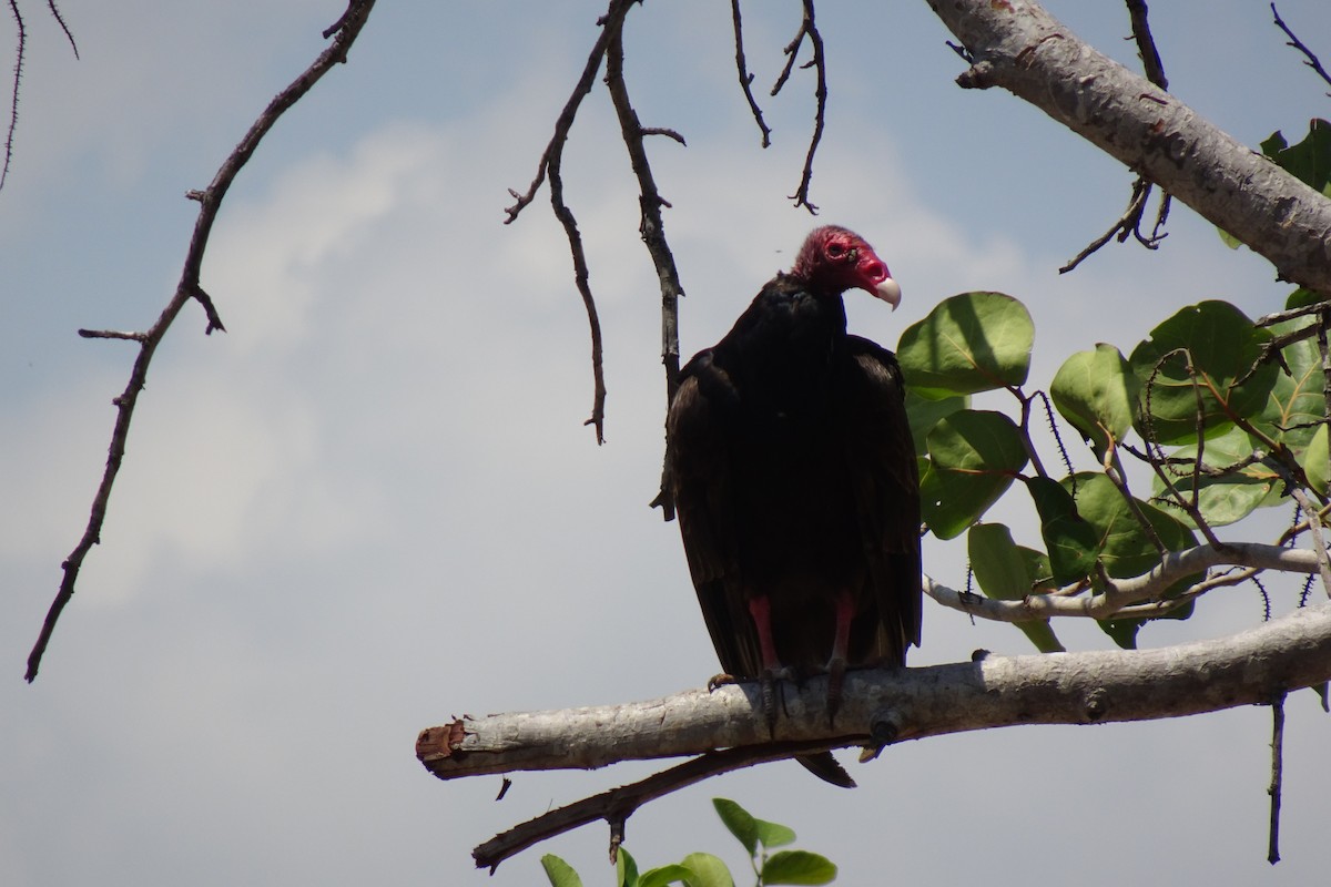 Turkey Vulture - ML568957391