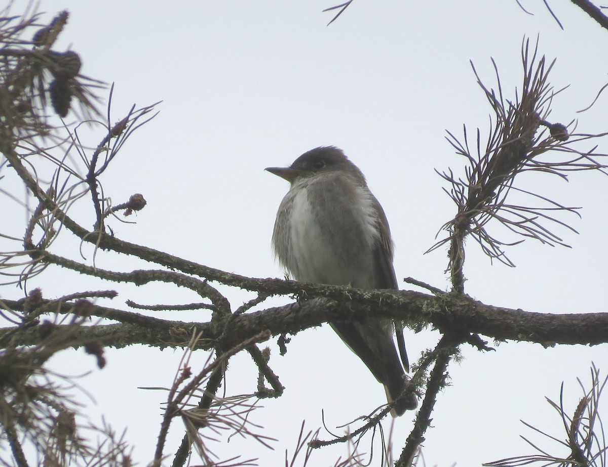 Olive-sided Flycatcher - ML568957501