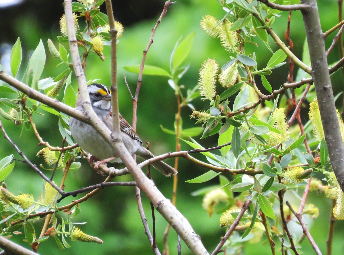 White-throated Sparrow - ML568957721