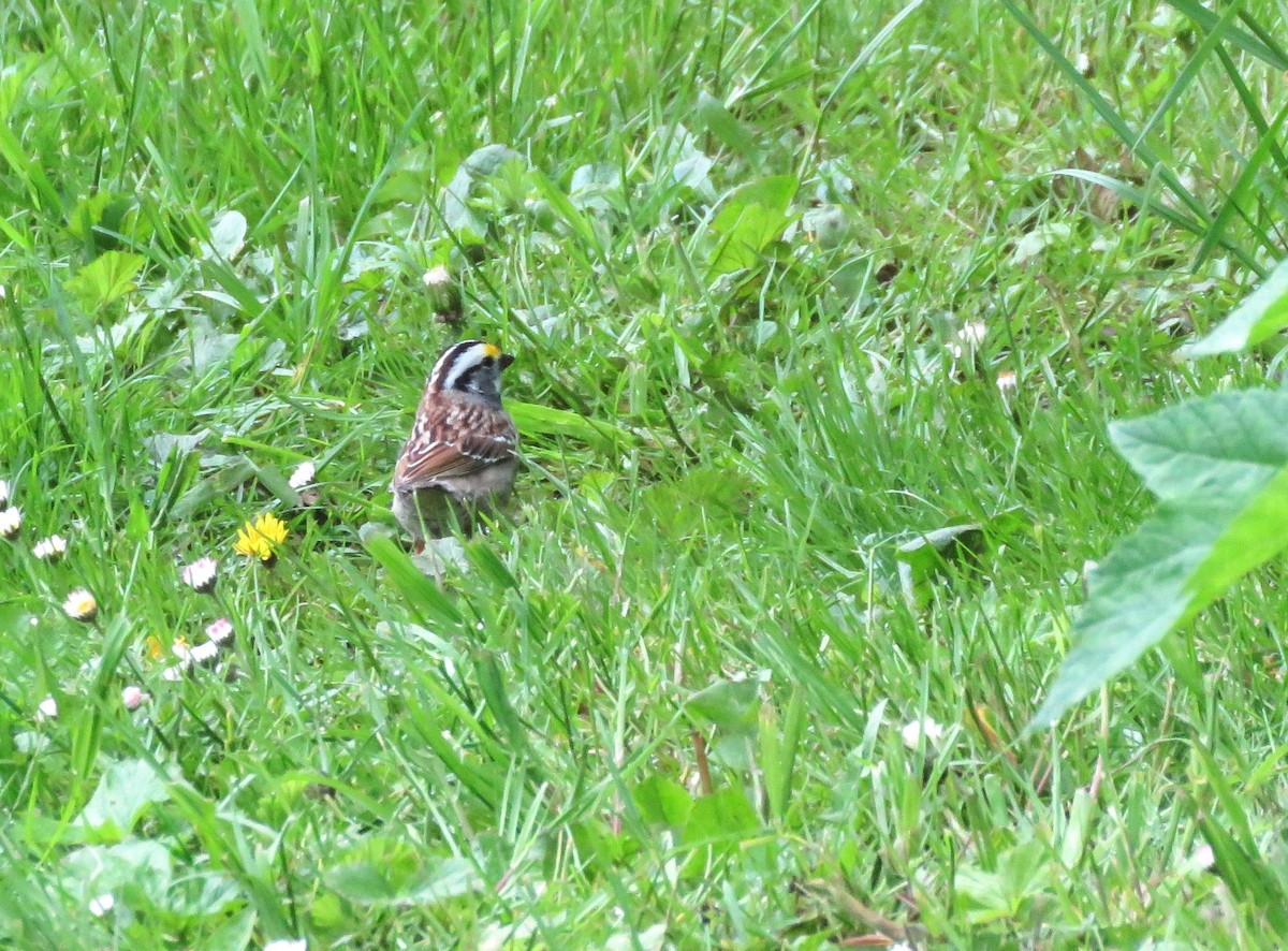 White-throated Sparrow - ML568957801