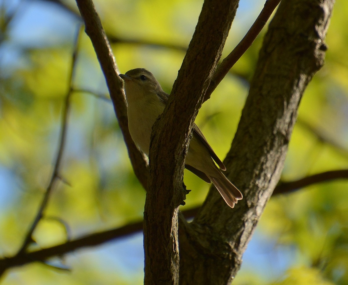 Warbling Vireo - ML568957811