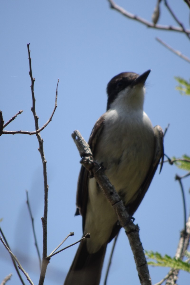 Loggerhead Kingbird - ML568957821