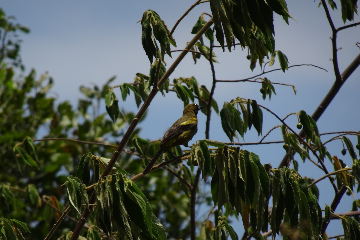Cuban Oriole - ML568958121