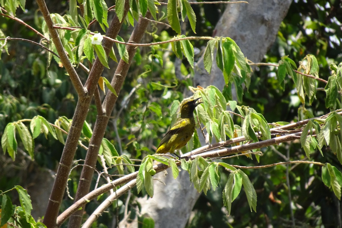 Cuban Oriole - ML568958131