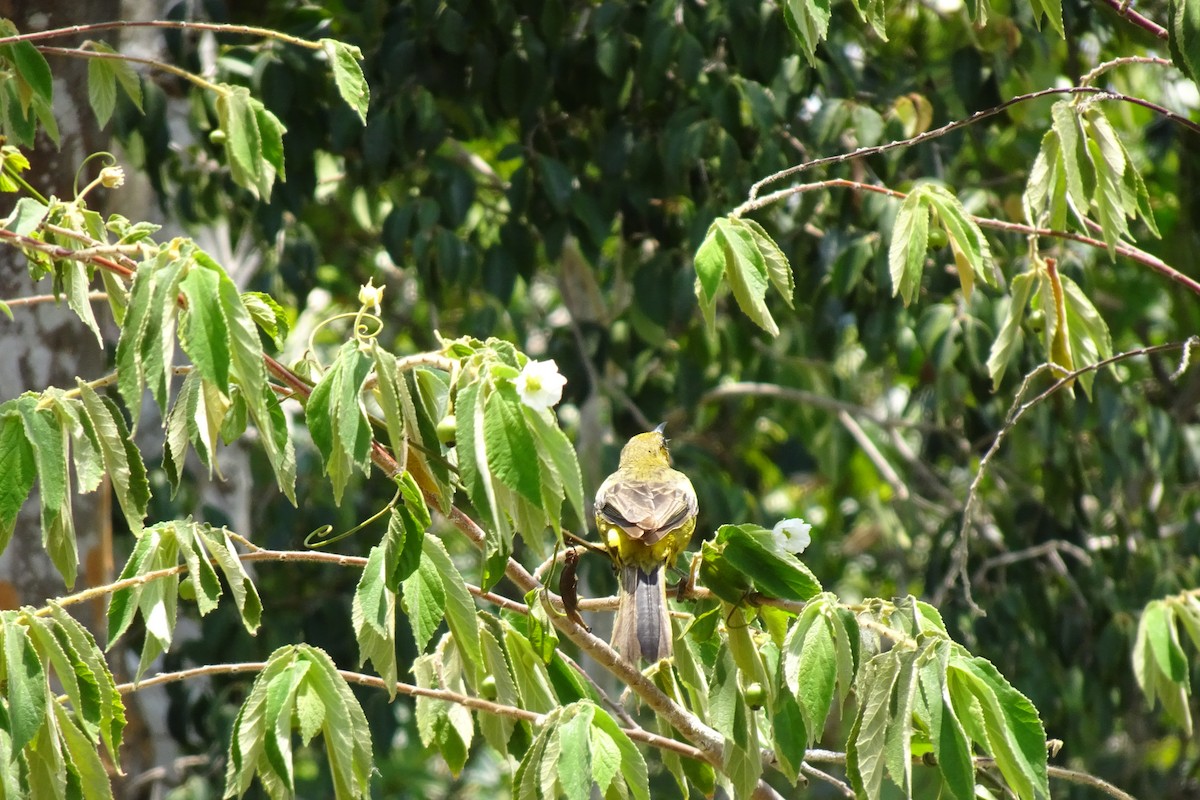 Cuban Oriole - ML568958141