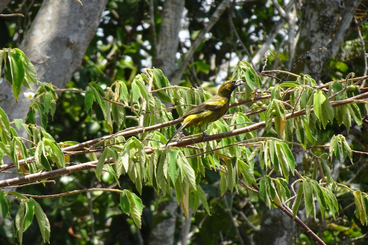 Cuban Oriole - ML568958151