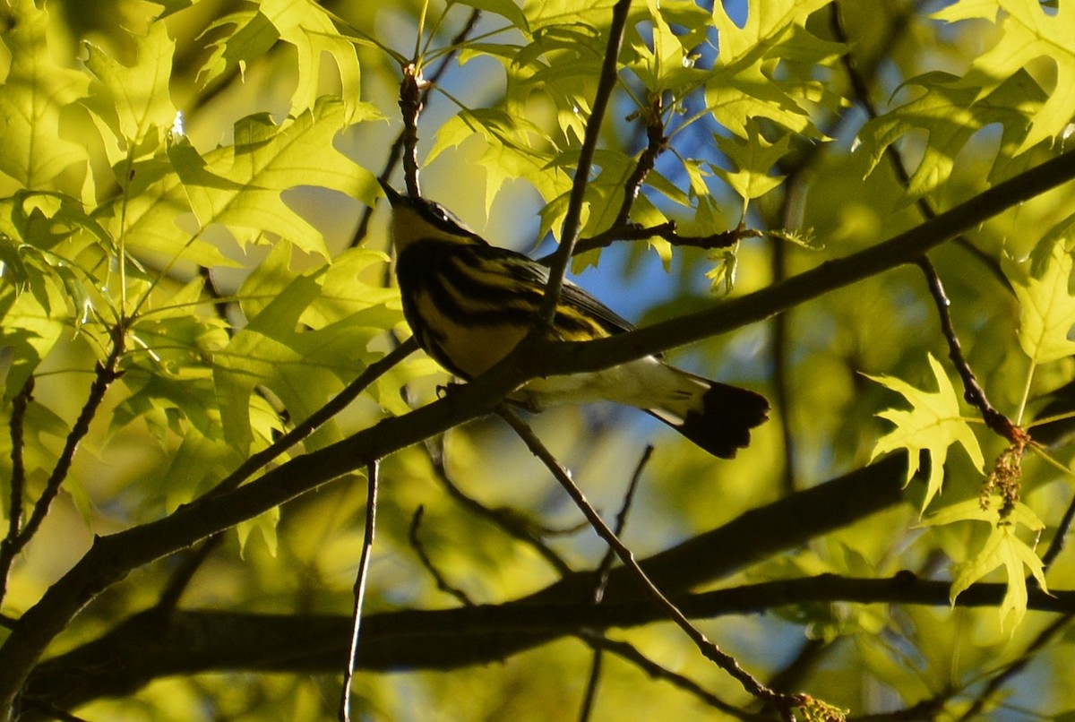 Magnolia Warbler - ML568958221